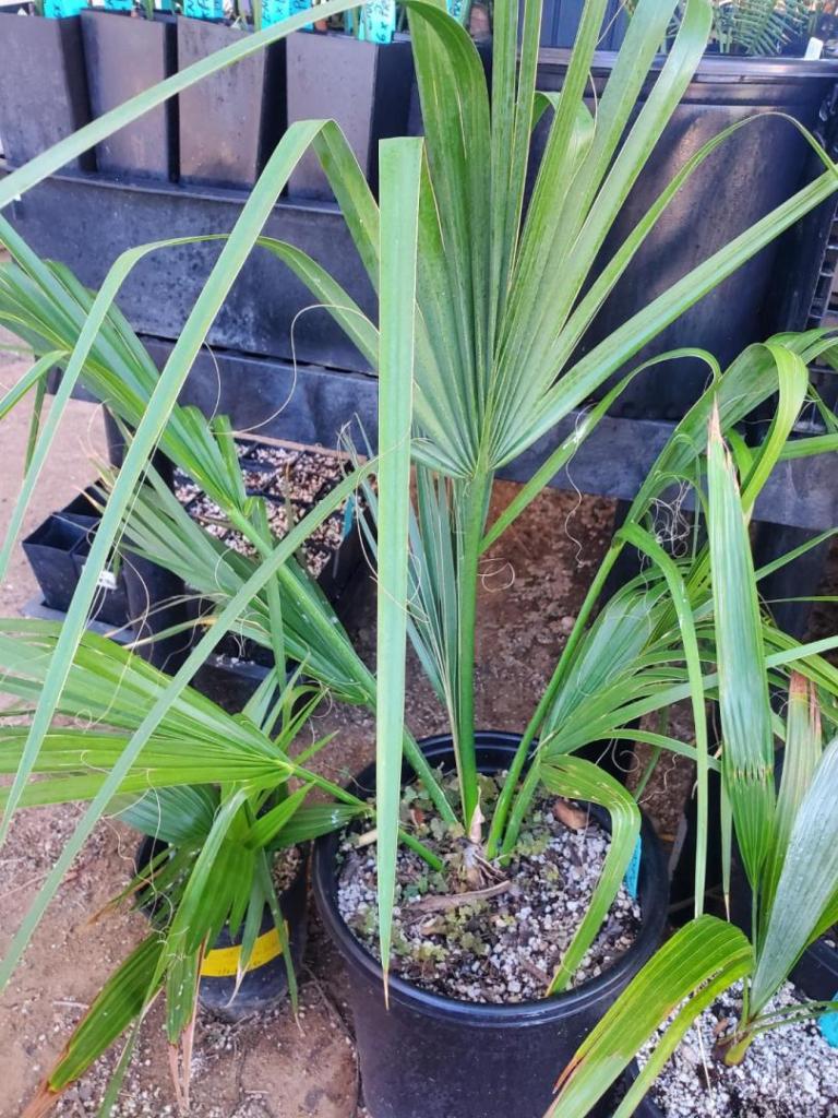 Sabal Riverside 5 Gallon For Sale For Sale Palmtalk