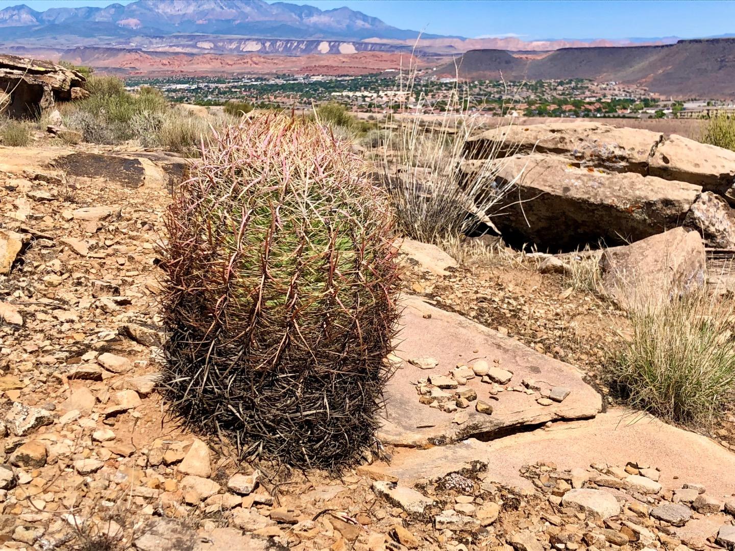 N Mojave flora OHANA NUI OFF TOPIC SUB FORUM PalmTalk