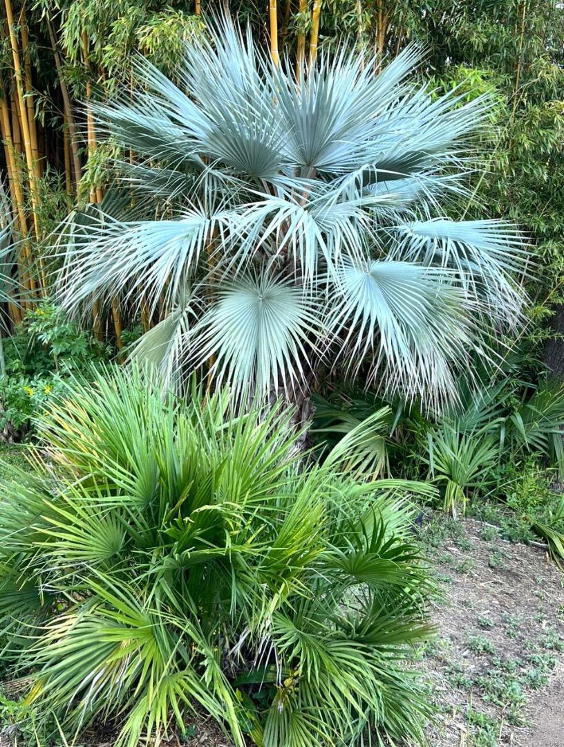 20 Cold Hardy Palm Trees for Freezing Weather