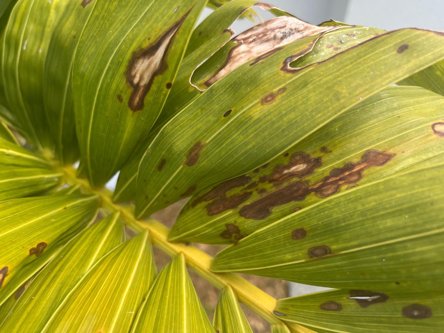 Brown Spots Christmas Palm Adonidia Merrillii DISCUSSING PALM TREES 