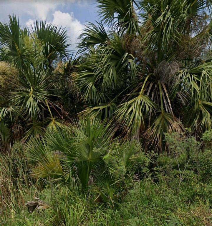 Sabal Gretherae? - DISCUSSING PALM TREES WORLDWIDE - PalmTalk