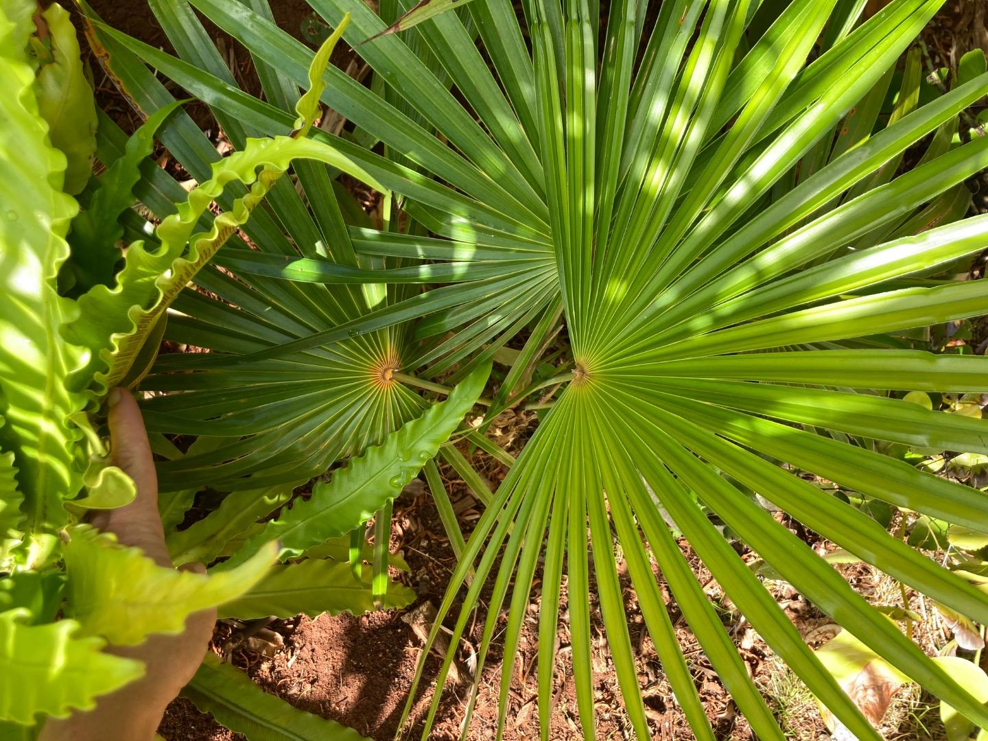 ID Coccothrinax (barbadensis? argentea?) - DISCUSSING PALM TREES ...