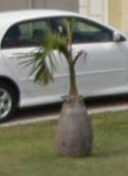 20110501_TurtleRockBottlePalm.jpg.b10cdd46442d6c828929b5537ea6c58a.jpg