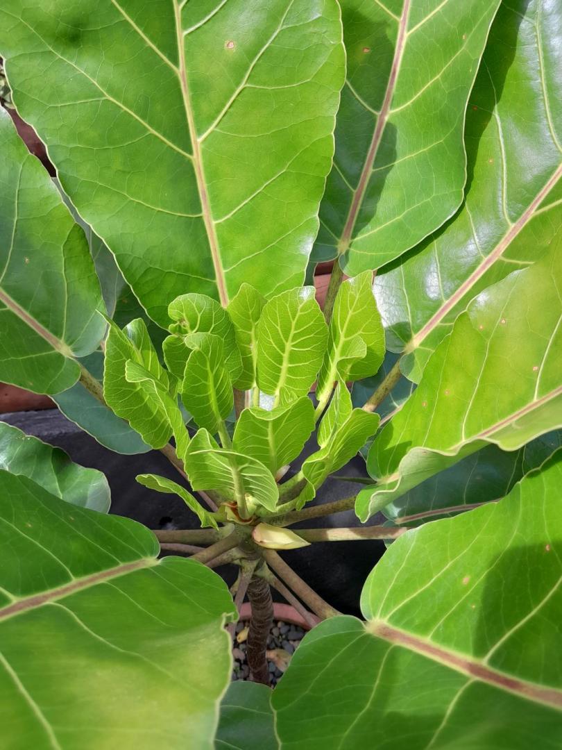 Meryta Sinclairii - Tropical Looking Plants - Other Than Palms - Palmtalk