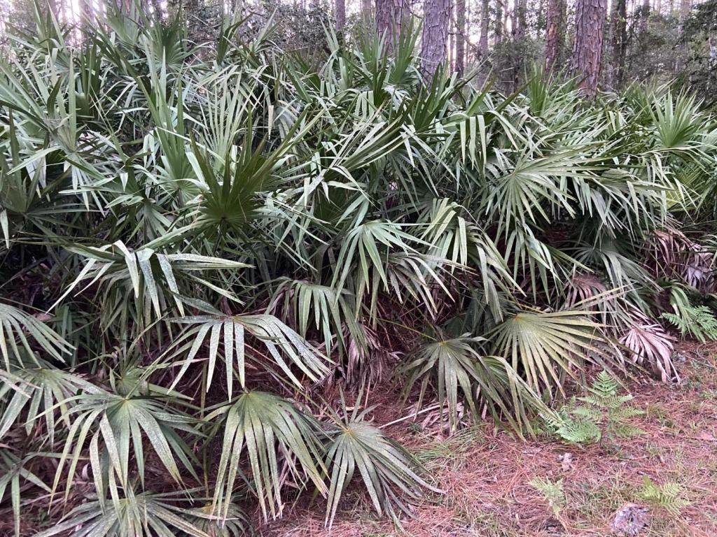 Weeping Leaf Form Of Serenoa Repens - DISCUSSING PALM TREES WORLDWIDE ...