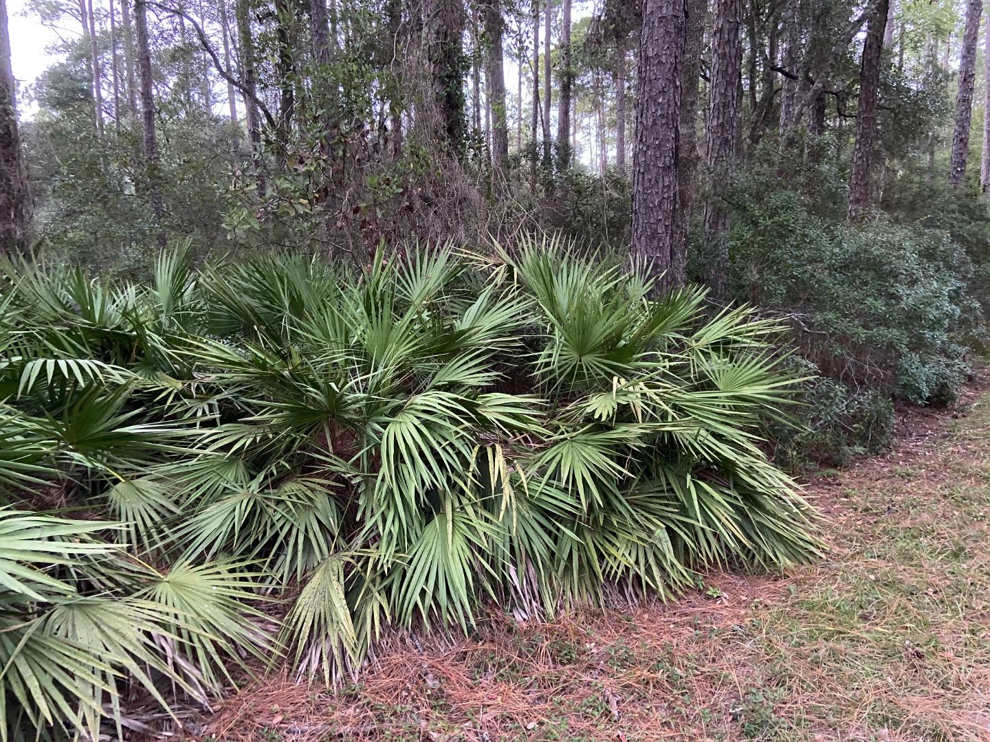 Weeping Leaf Form Of Serenoa Repens - DISCUSSING PALM TREES WORLDWIDE ...