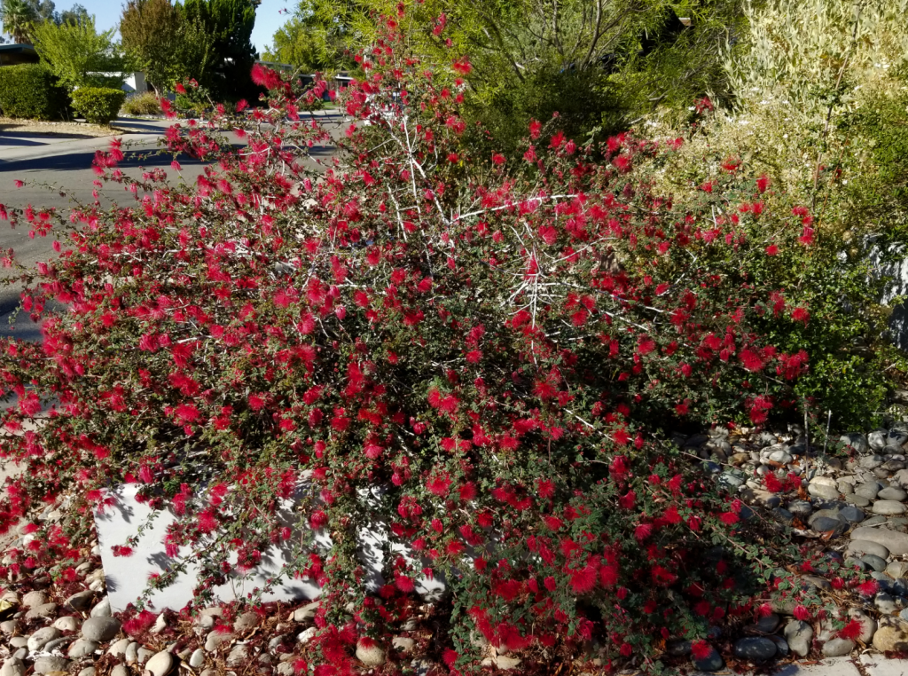 Calliandra_SierraStar.png