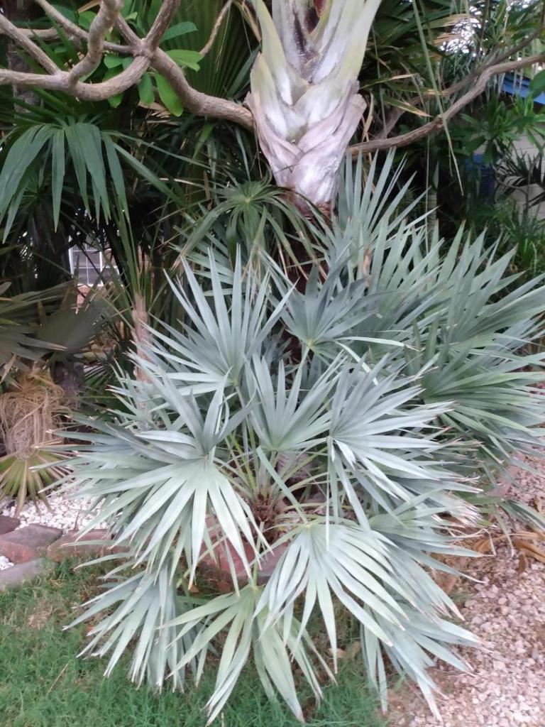 Silver Serenoa Repens - Full Circle - DISCUSSING PALM TREES WORLDWIDE ...