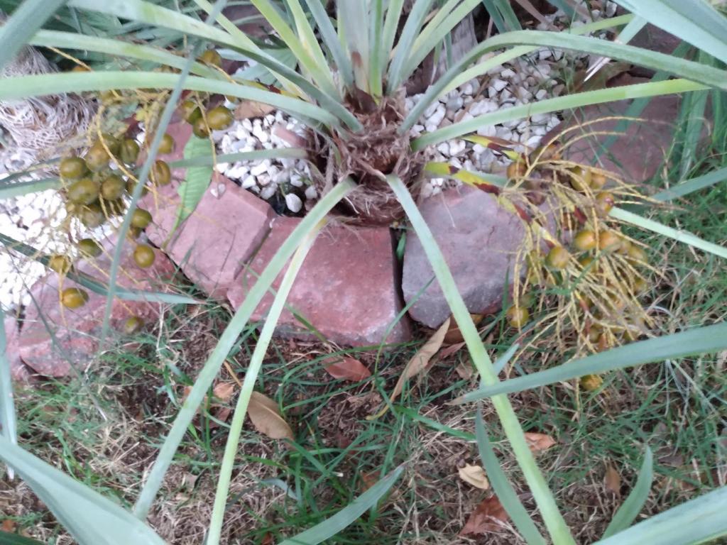 Silver Serenoa Repens - Full Circle - DISCUSSING PALM TREES WORLDWIDE ...