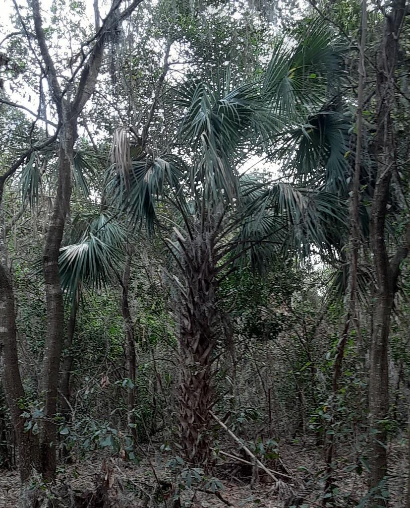 0000_Sabal_palmetto_00.jpg.884e1467dafd937f0448faf61ec98110.jpg