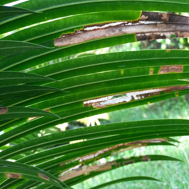 Cycad yellowing - TROPICAL LOOKING PLANTS - Other Than Palms - PalmTalk