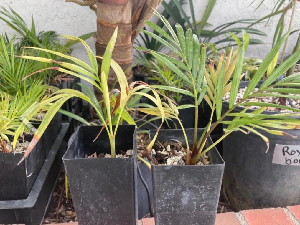 Flats of Palm Seedlings - For Sale - PalmTalk