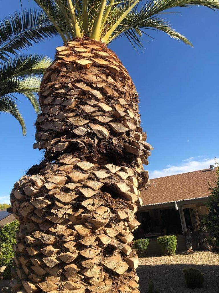 palm tree.jpg