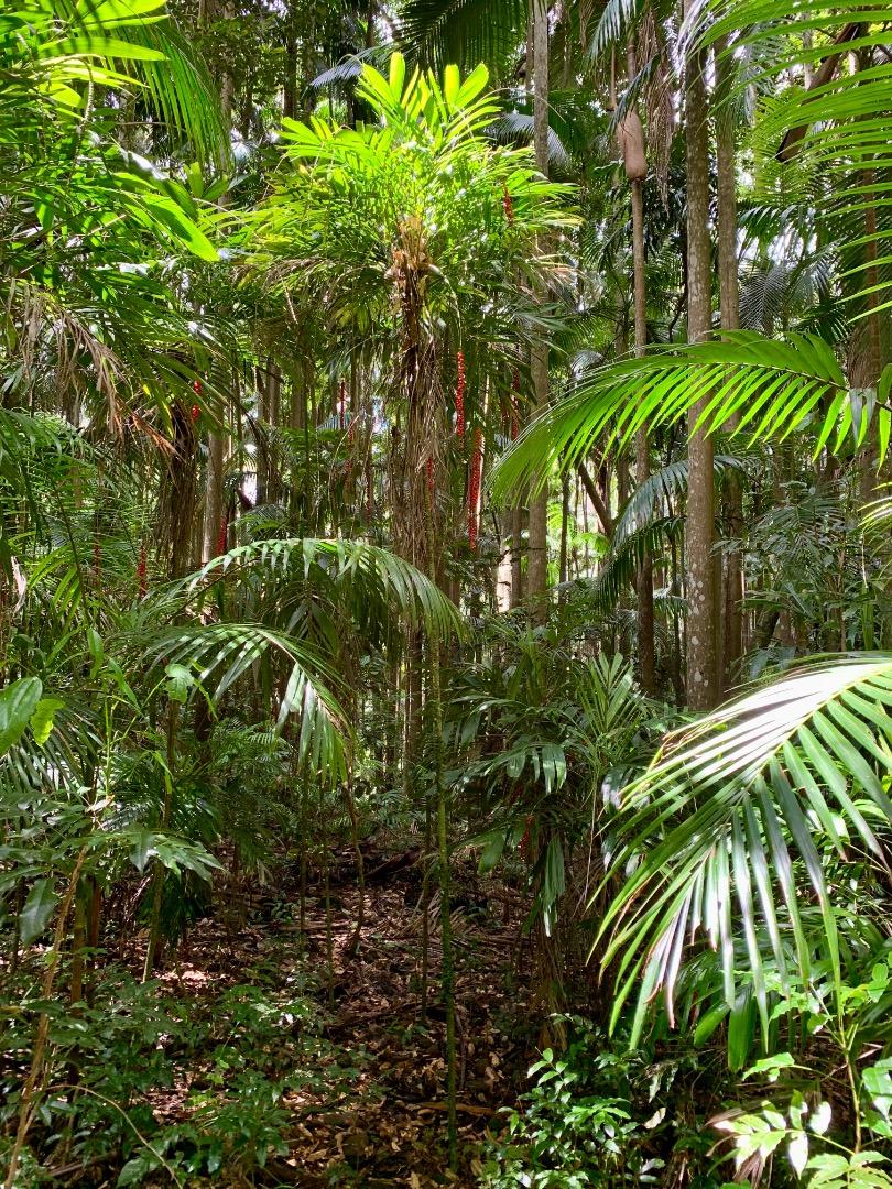 Palms in Habitat - DISCUSSING PALM TREES WORLDWIDE - PalmTalk