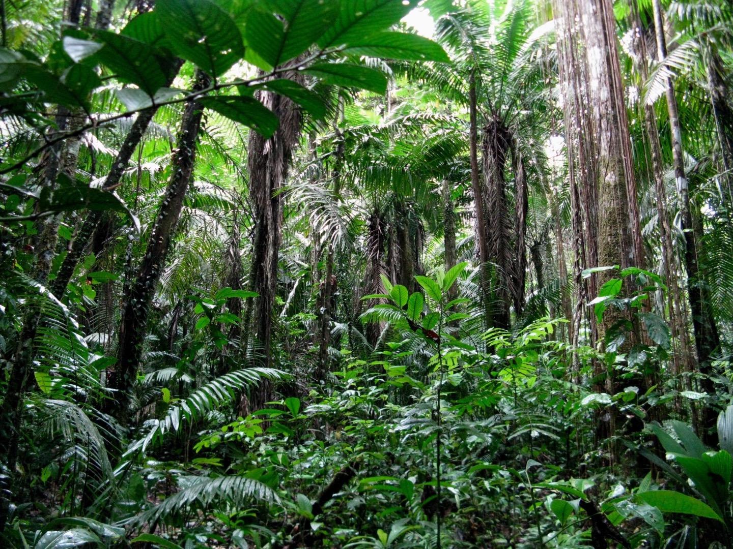 Palms in Habitat - DISCUSSING PALM TREES WORLDWIDE - PalmTalk