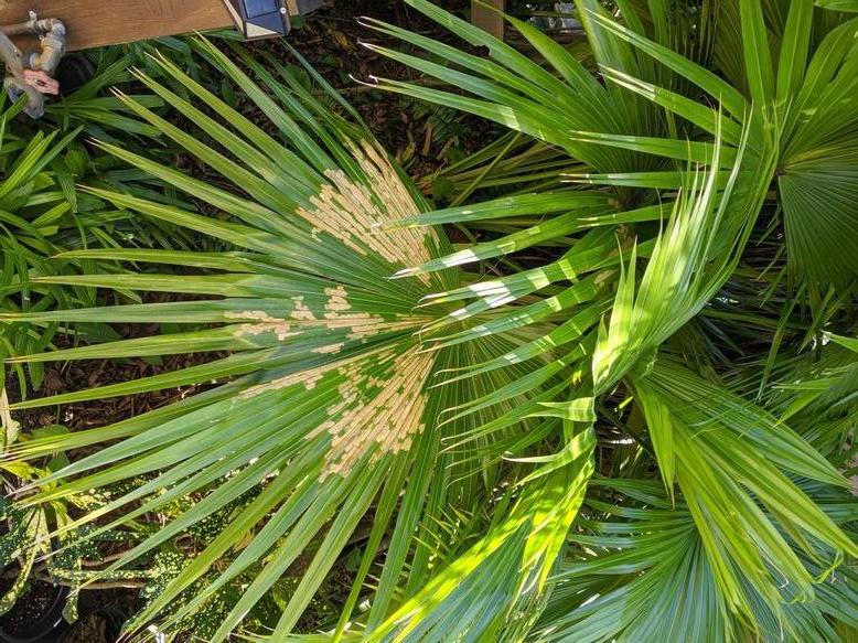 Palm leaf skeletonizer - DISCUSSING PALM TREES WORLDWIDE - PalmTalk