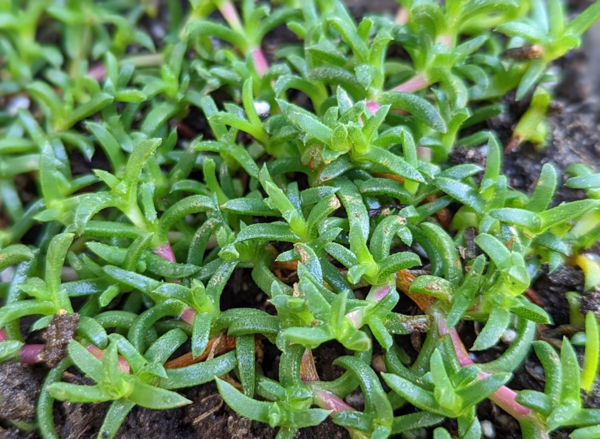 Ruschia lineolata 'Nana' - TROPICAL LOOKING PLANTS - Other Than Palms ...