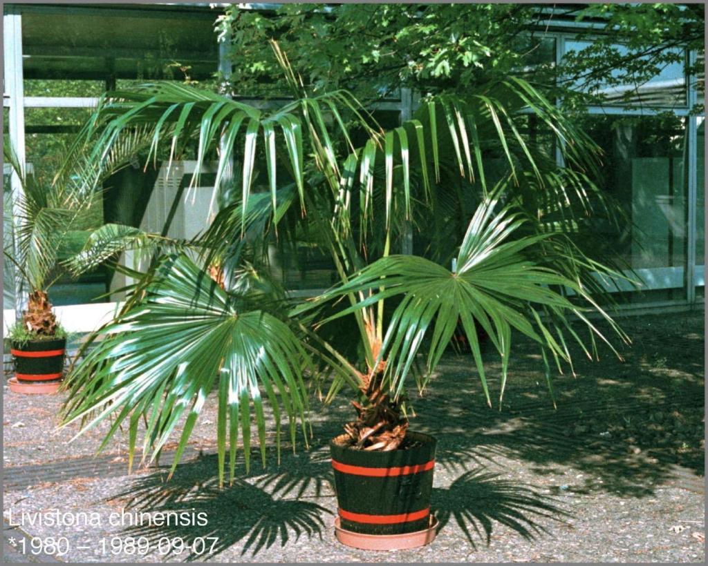 1557475782_Livistonachinensis1989-09-07.thumb.jpg.9bda4a3483d6e5a0c3a222a142afb9f2.jpg