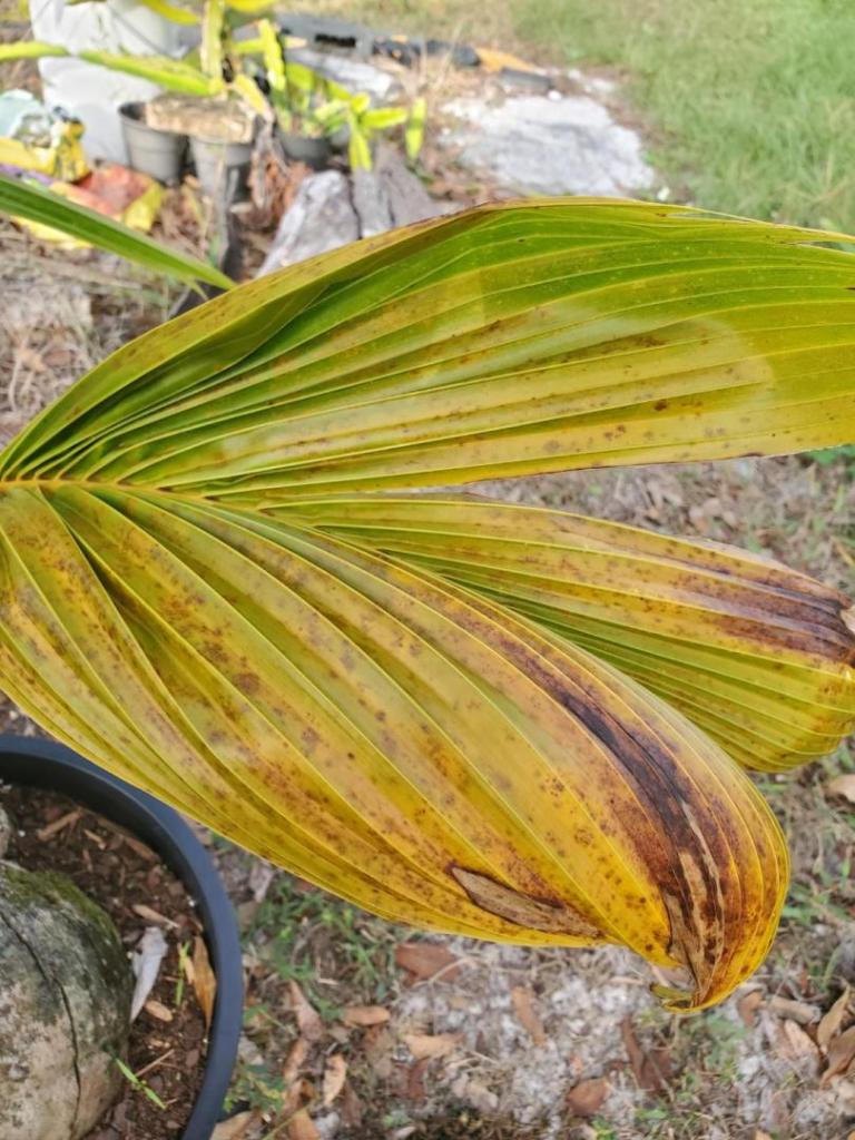 Pest of coconut palms - DISCUSSING PALM TREES WORLDWIDE - PalmTalk