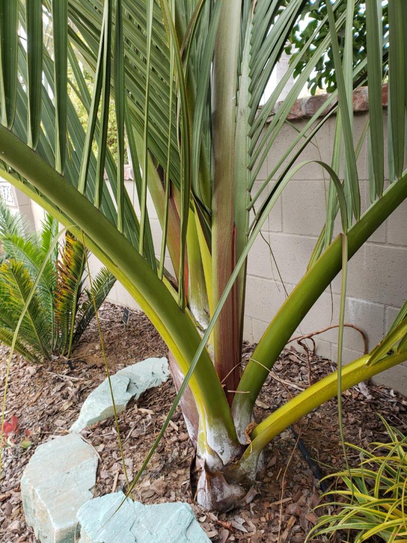 Red on Dypsis Decipiens - DISCUSSING PALM TREES WORLDWIDE - PalmTalk