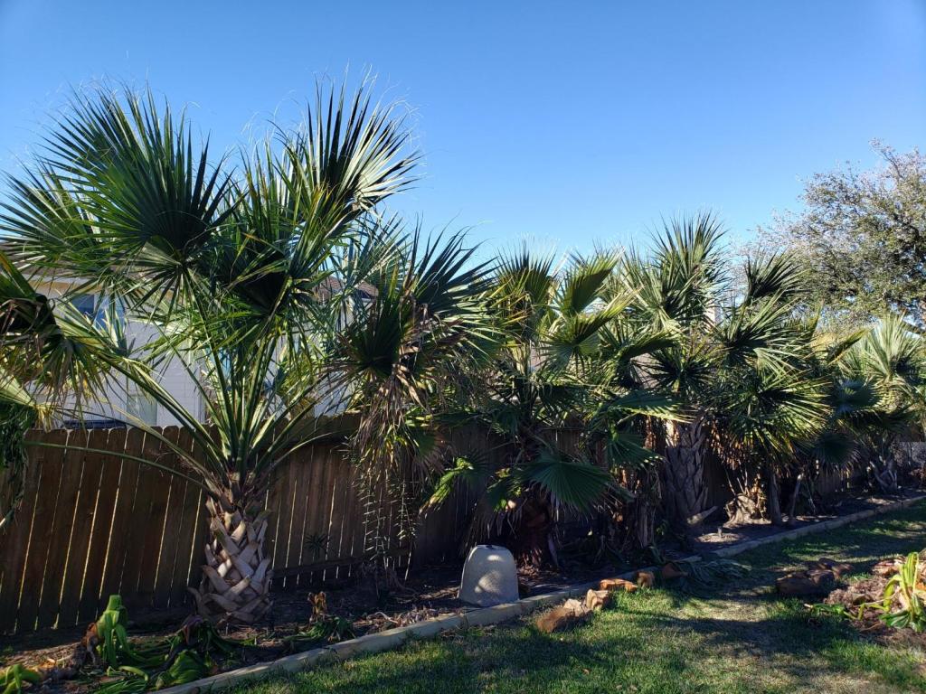 Houston Polar Vortex 2022 COLD HARDY PALMS PalmTalk