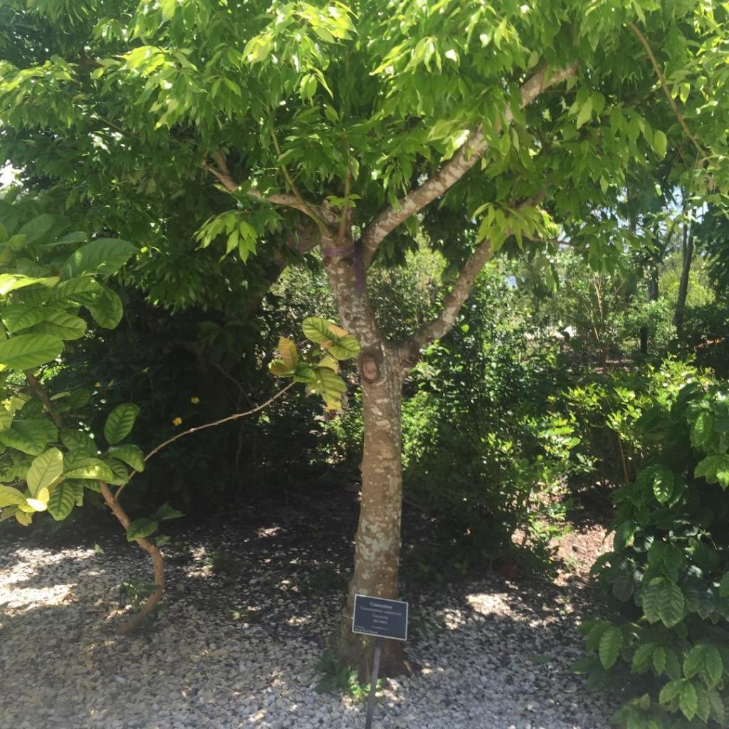 post-your-cinnamon-trees-tropical-looking-plants-other-than-palms