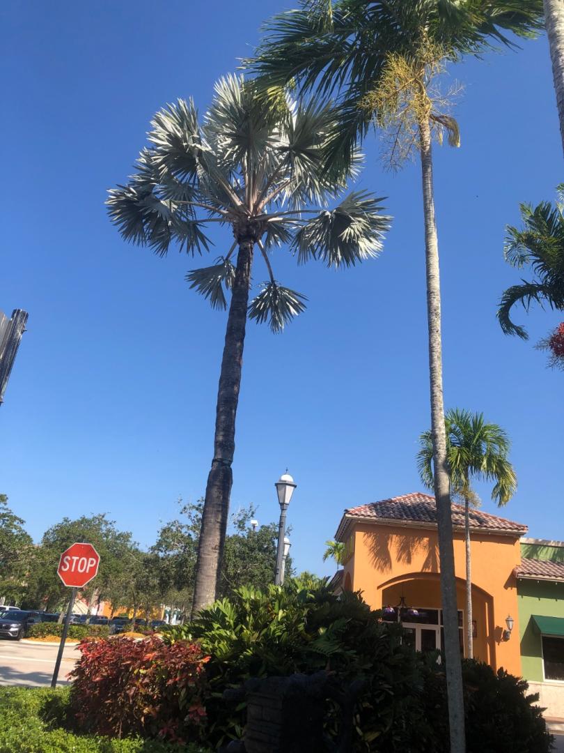 Bismarckia Nobilis Bismarck Palms In Weston Fl Discussing Palm Trees Worldwide Palmtalk 2827