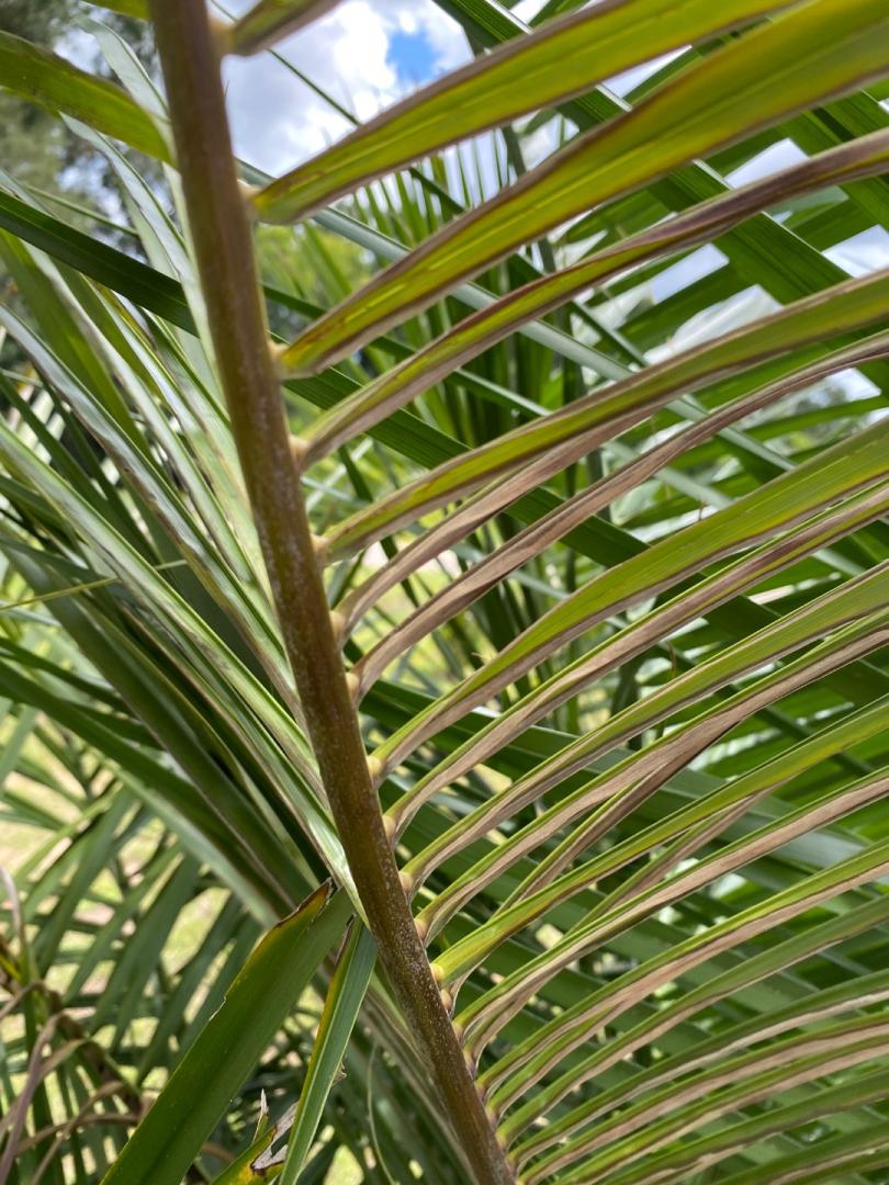 Mule Palm Problems - COLD HARDY PALMS - PalmTalk