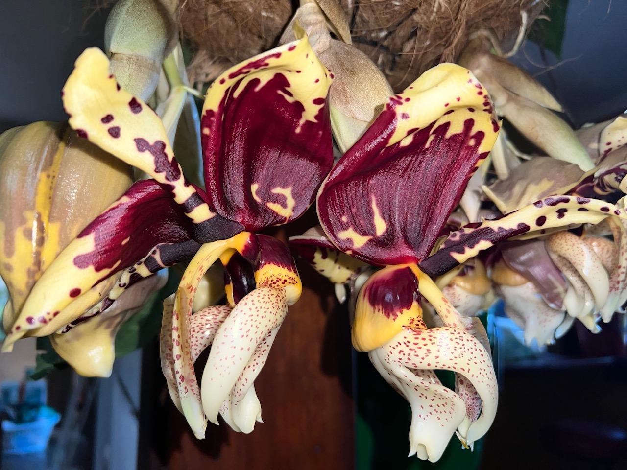 Stanhopea Tigrina orchid in flower 🤩 - TROPICAL LOOKING PLANTS - Other 