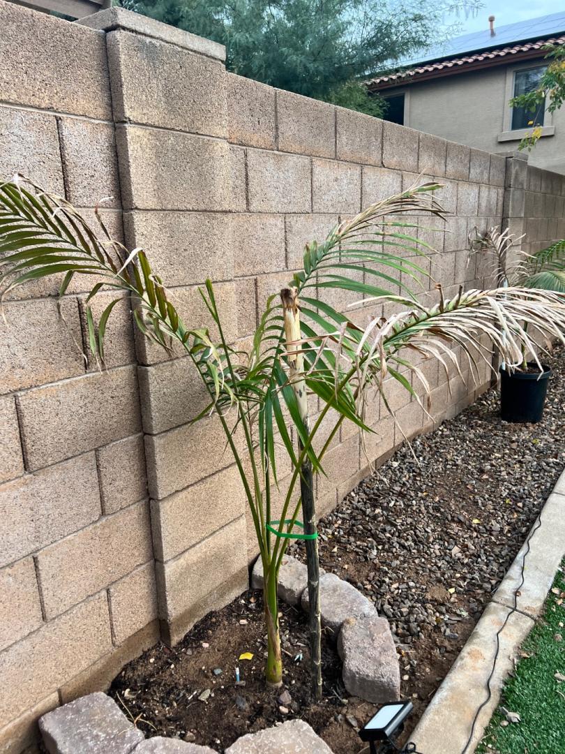 Help Recently Transplanted King And Cuban Royal Palms Dying