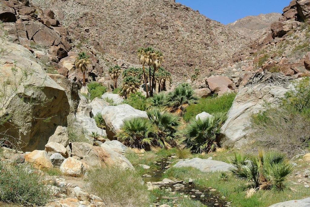 Washingtonia_filifera_Anza-Borrego.jpg