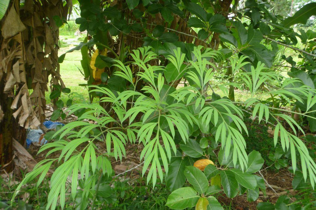 Cycas multipinnata - TROPICAL LOOKING PLANTS - Other Than Palms - PalmTalk