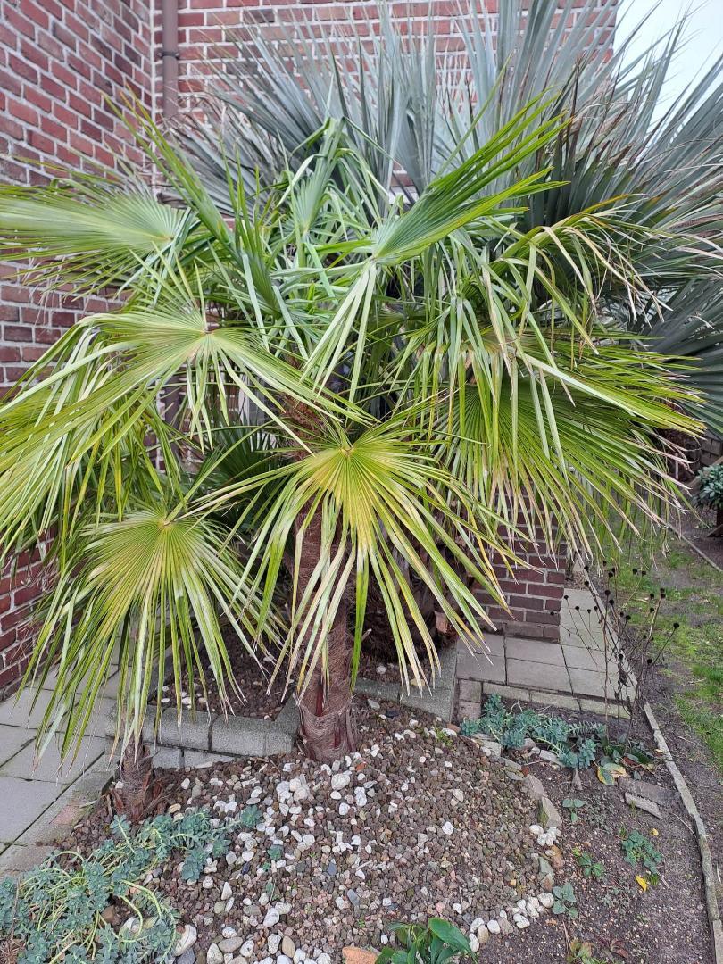 Trachycarpus oreophilus - COLD HARDY PALMS - PalmTalk