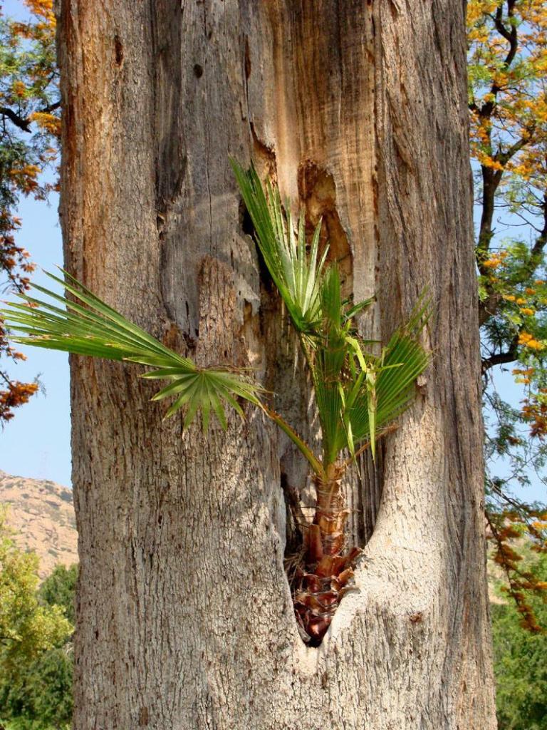 Washingtonia in Grevillea.jpg