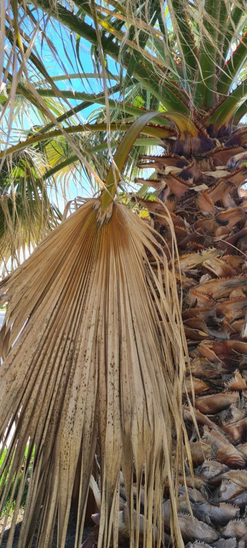 Washingtonia filifera or filibusta - COLD HARDY PALMS - PalmTalk