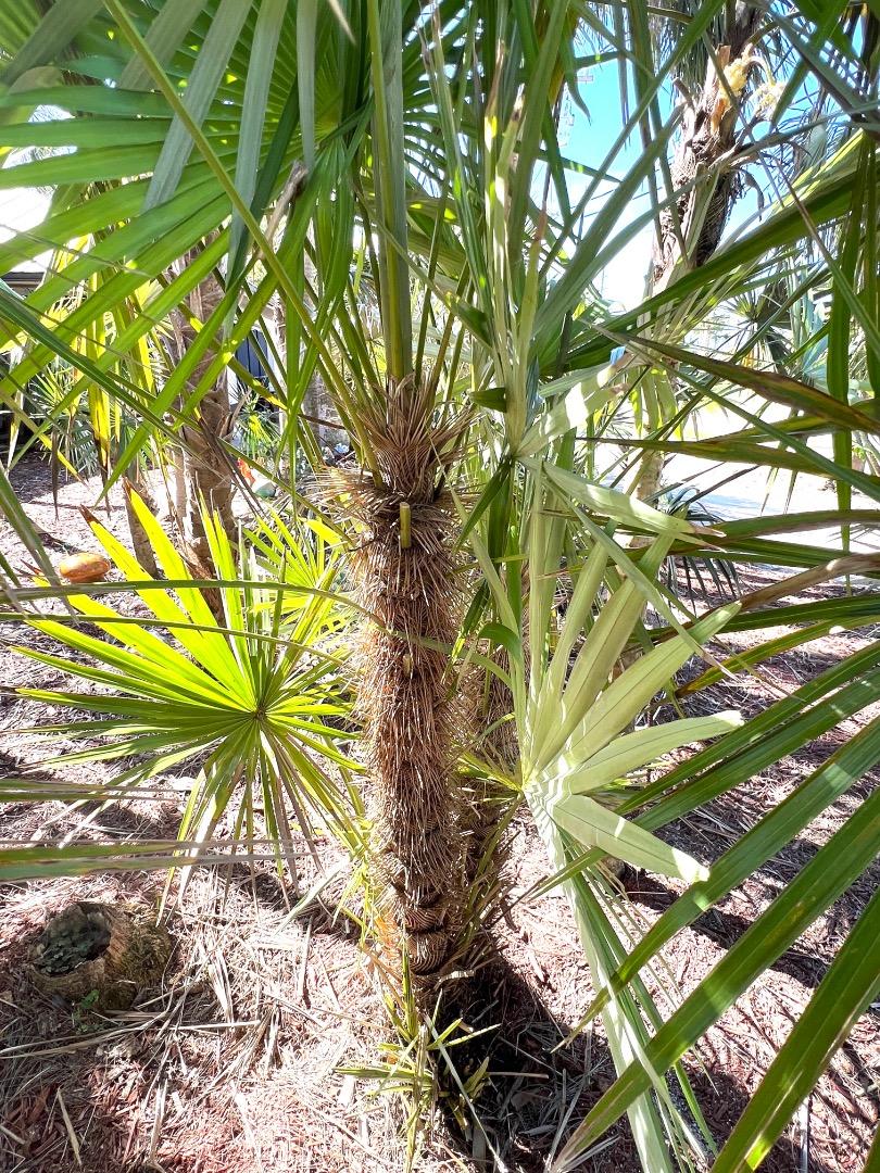 Five Palms: Chrysalidocarpus, Coccothrinax x Zombia, Serenoa green ...