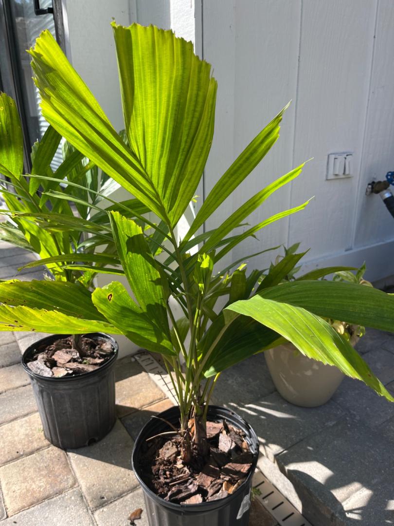 ID this palm for me - DISCUSSING PALM TREES WORLDWIDE - PalmTalk