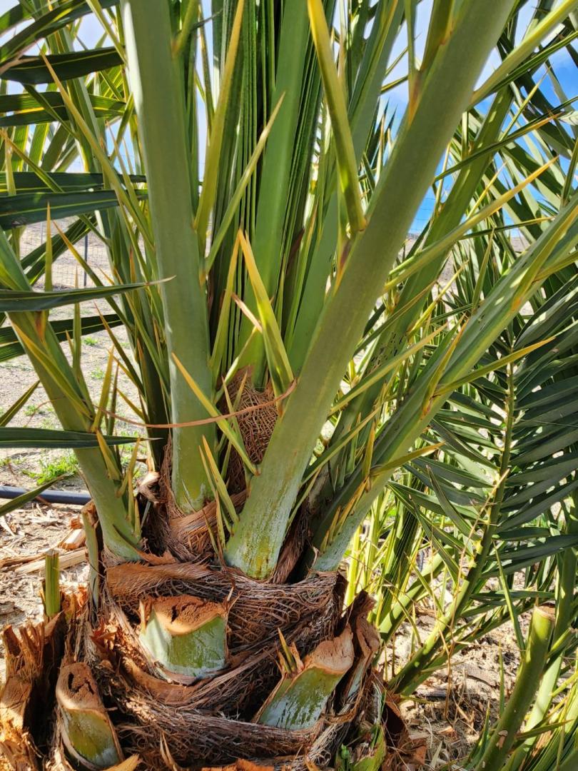 New Zahidi Orchard - DISCUSSING PALM TREES WORLDWIDE - PalmTalk