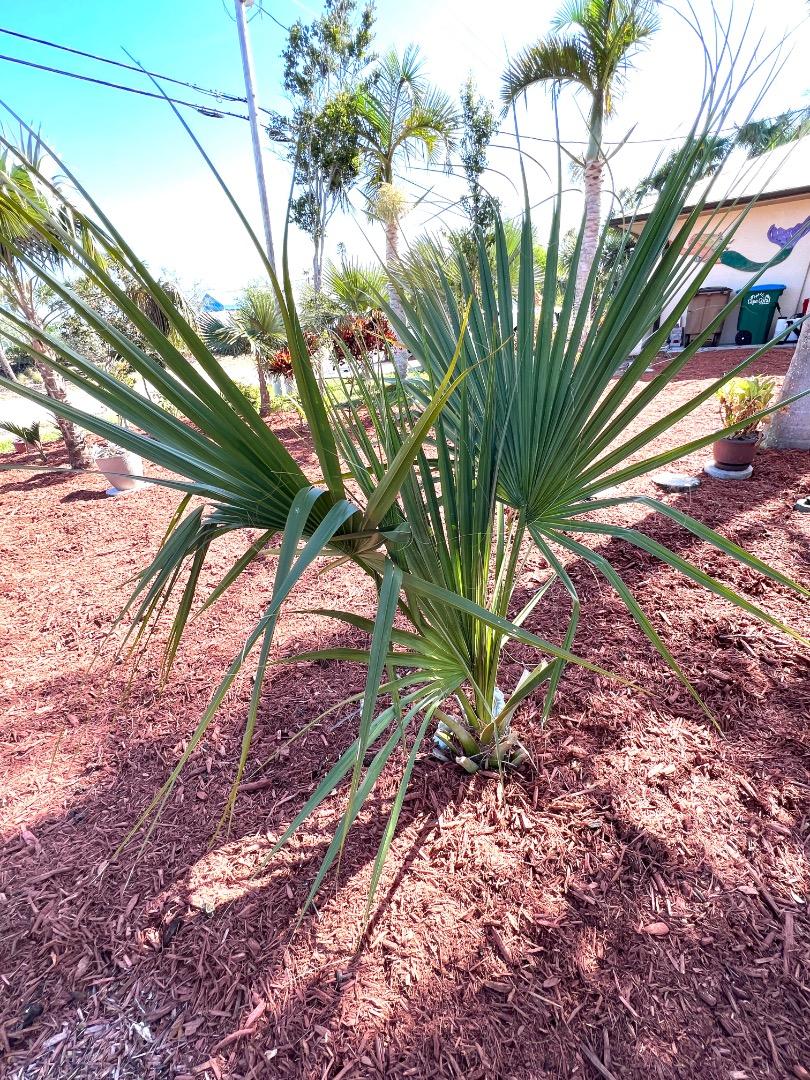 Sabal Palmetto in Zone 7B ? - COLD HARDY PALMS - PalmTalk