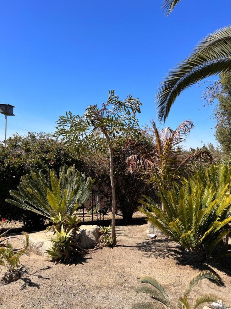 Otto Garden, Fallbrook - DISCUSSING PALM TREES WORLDWIDE - PalmTalk