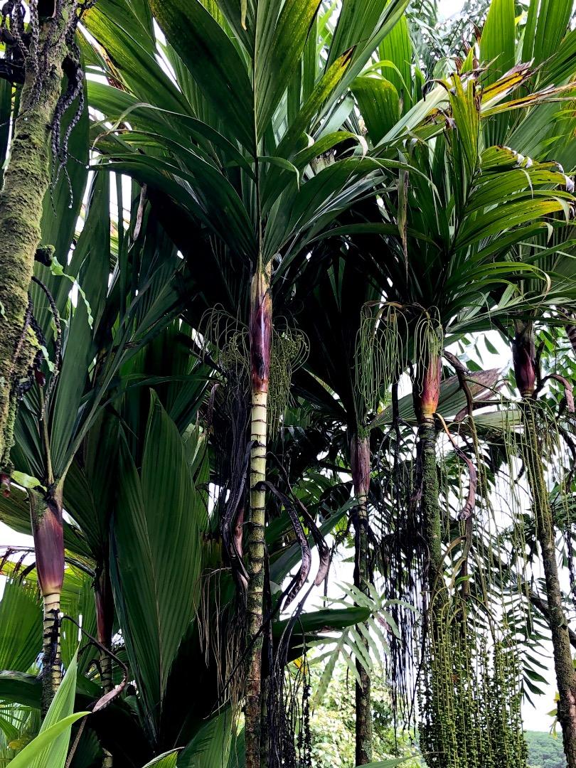 Dypsis mirabilis - DISCUSSING PALM TREES WORLDWIDE - PalmTalk