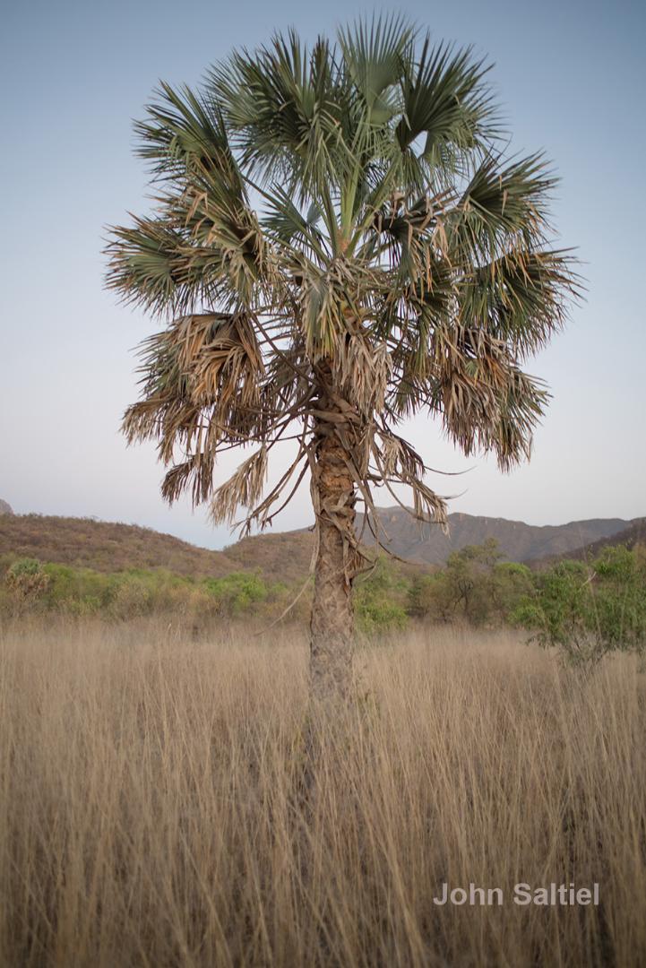 Sabal Uresana Varieties & Cold Hardiness - COLD HARDY PALMS - PalmTalk