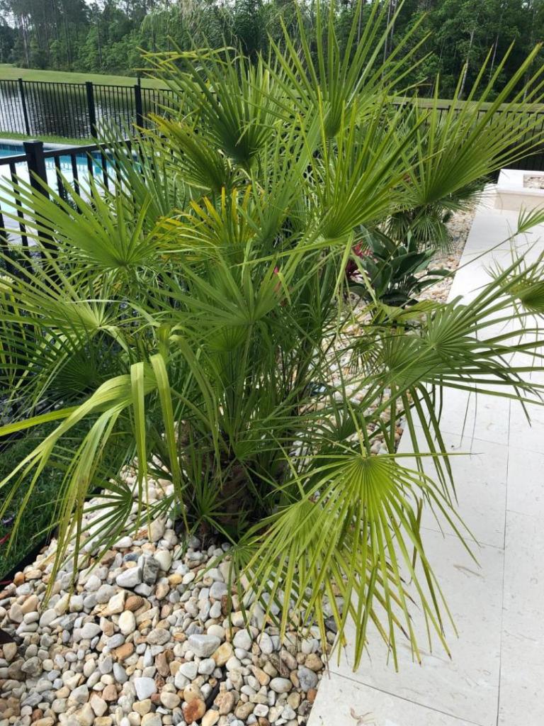 European Fan Palm4.jpg