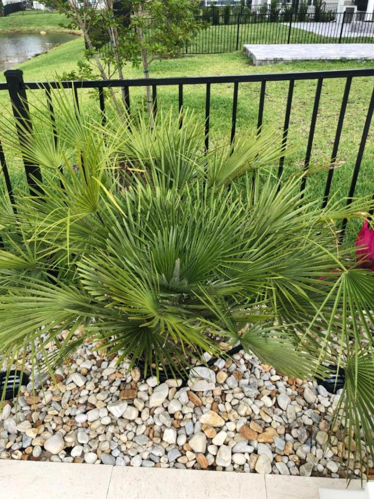 European Fan Palm3.jpg