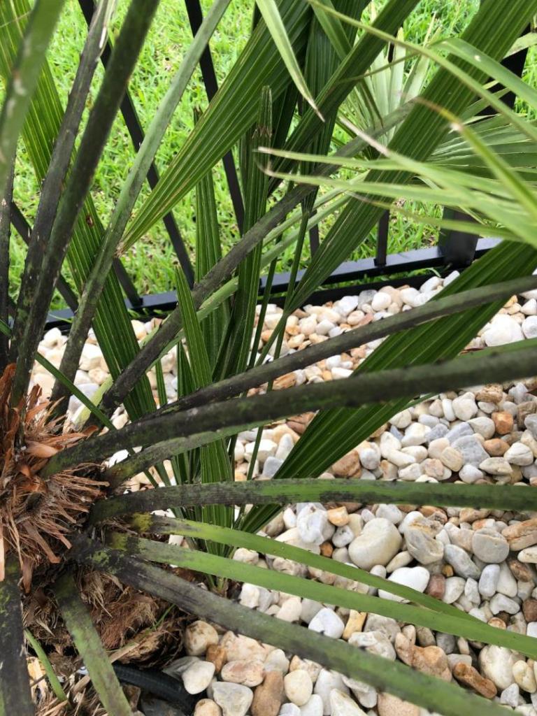 European Fan Palm.jpg