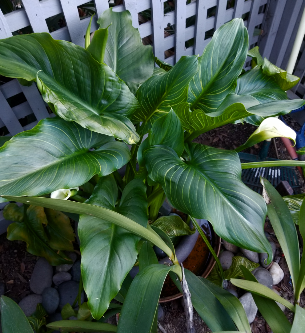 Zantedeschia aethiopica 'African Gold' ザンテデスキア アフリカンゴールド 検モンステラ - 観葉植物