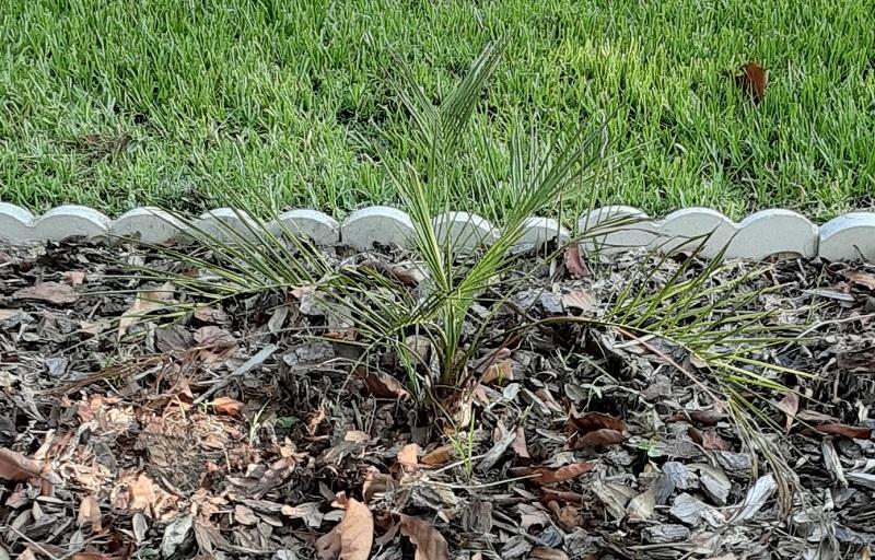 0006_Butia_odorata_LongBed.jpg.209f1f3f97f7c657acd03bb8df79bf9a.jpg