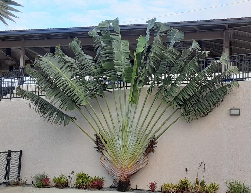 Ravenala Madagascariensis Travelers Palm Trees