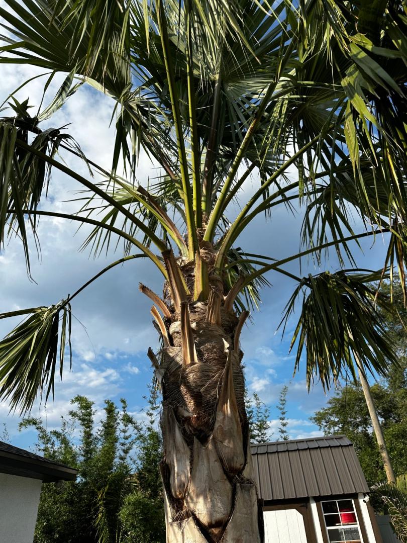 Leaning Livistona - DISCUSSING PALM TREES WORLDWIDE - PalmTalk