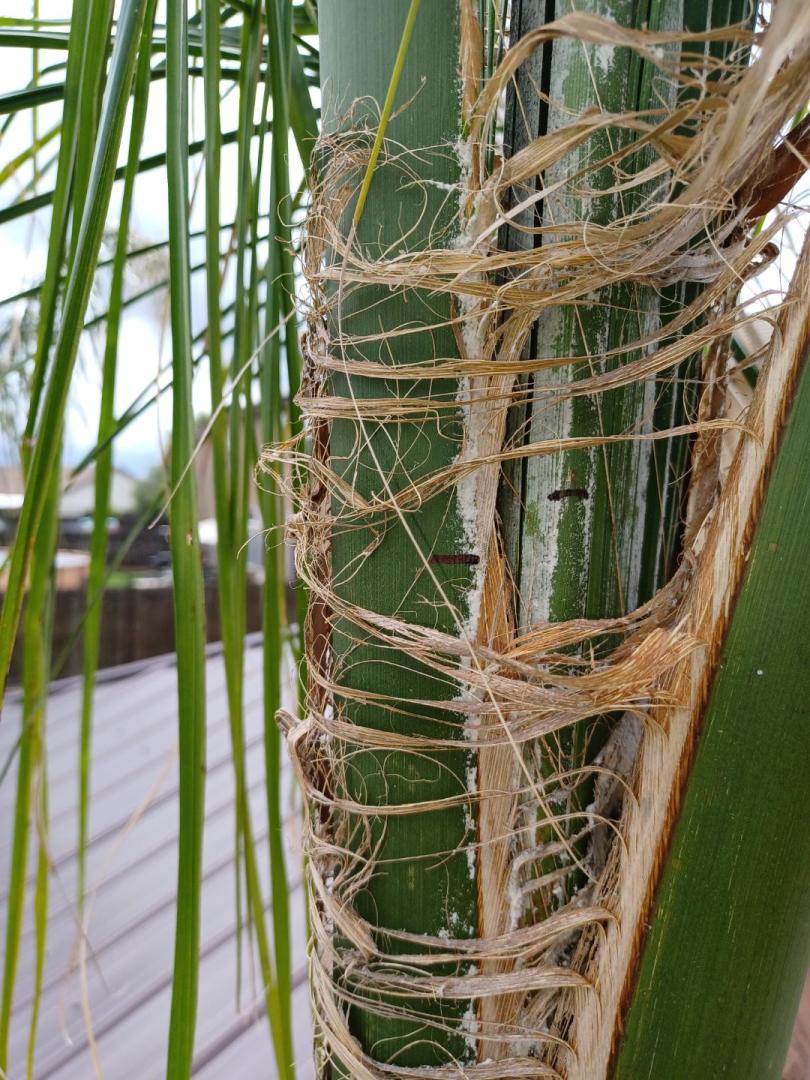 Fusarium Wilt Discussing Palm Trees Worldwide Palmtalk